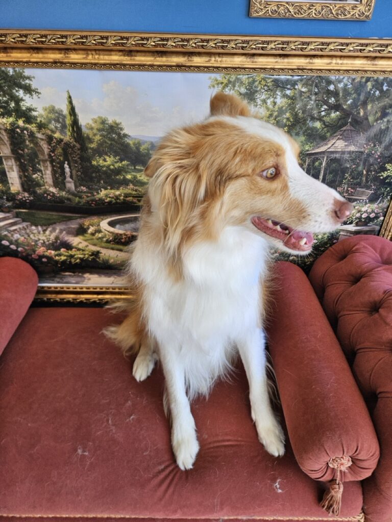 Bardo na Realeza Pets, foto 11