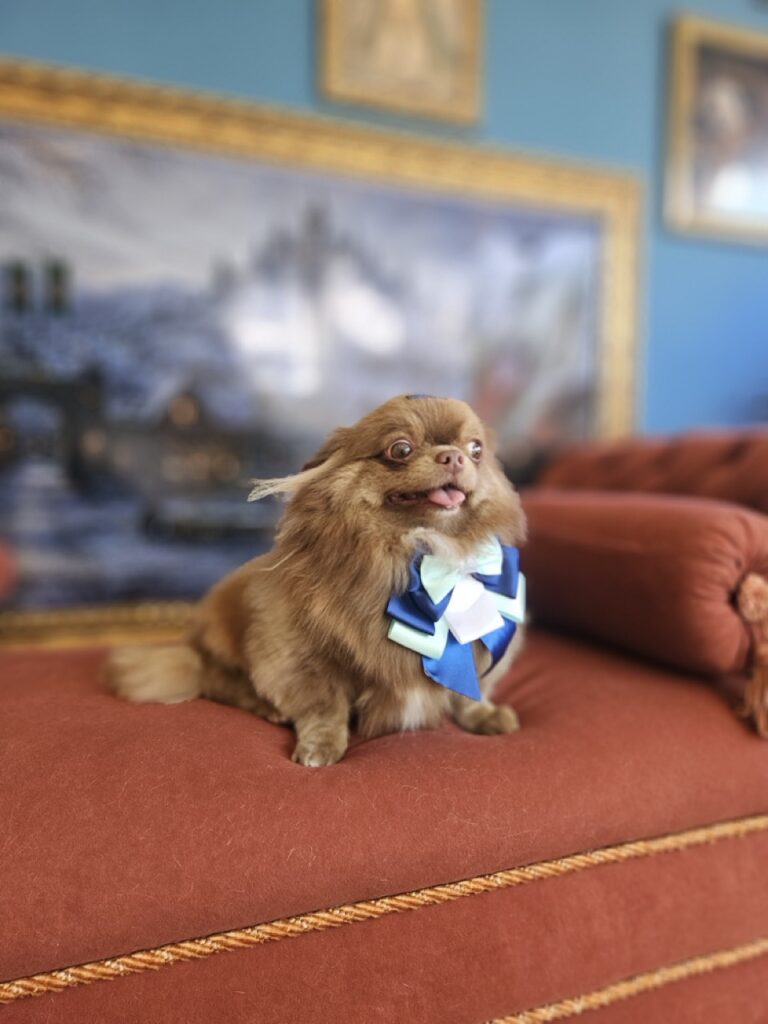 Baruk na Realeza Pets, foto 12