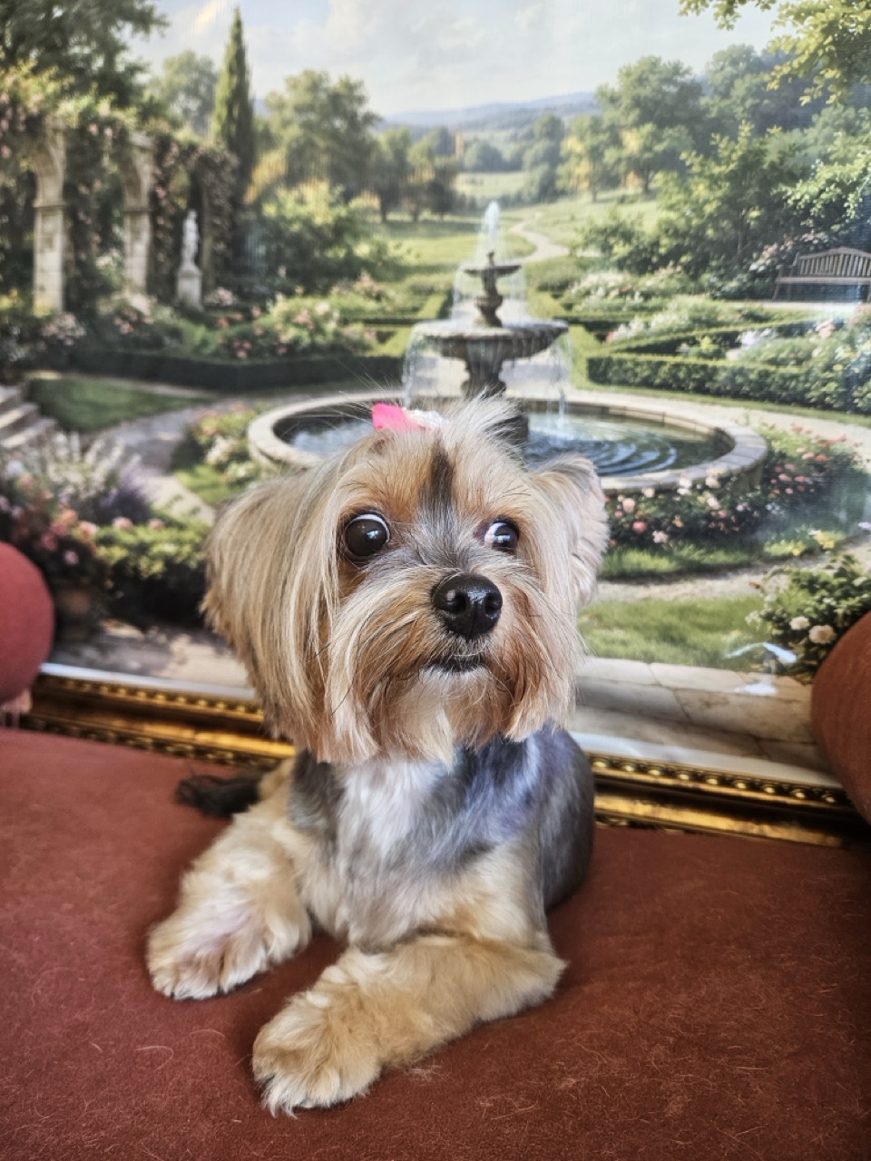 Tosa Tosa Asiática em Mel, Yorkshire, feita na Realeza Pets