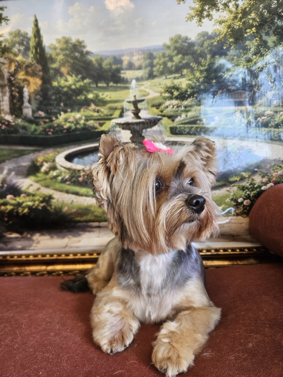 Tosa Tosa Asiática em Mel, Yorkshire, feita na Realeza Pets