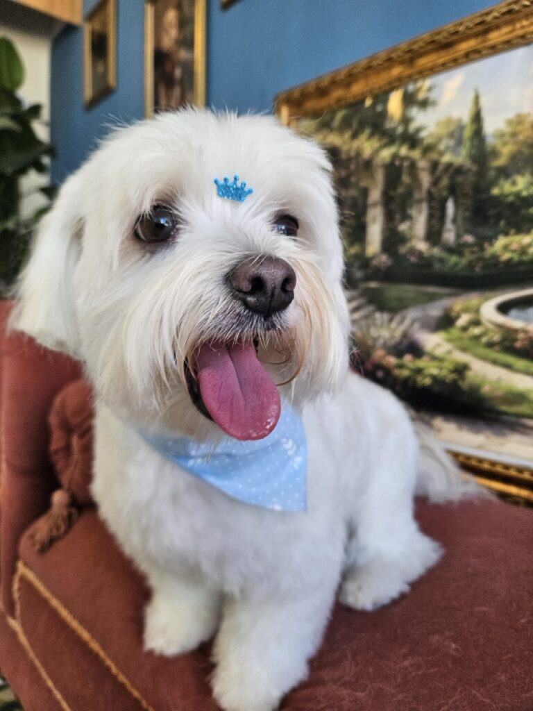 Faísca, Shih Tzu atendido na Realeza Pets