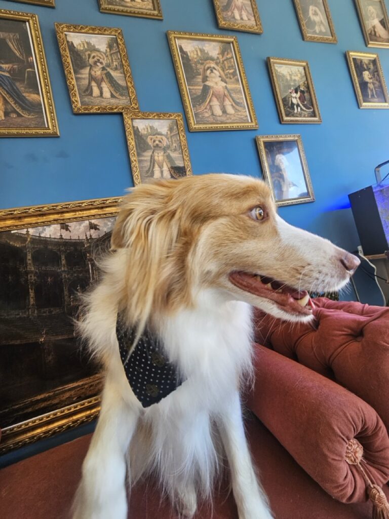 Bardo na Realeza Pets, foto 32
