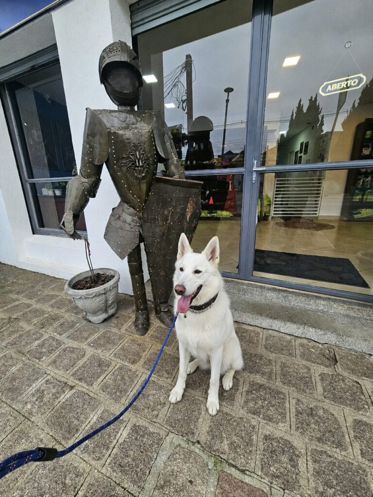 Nero na Realeza Pets, foto 10