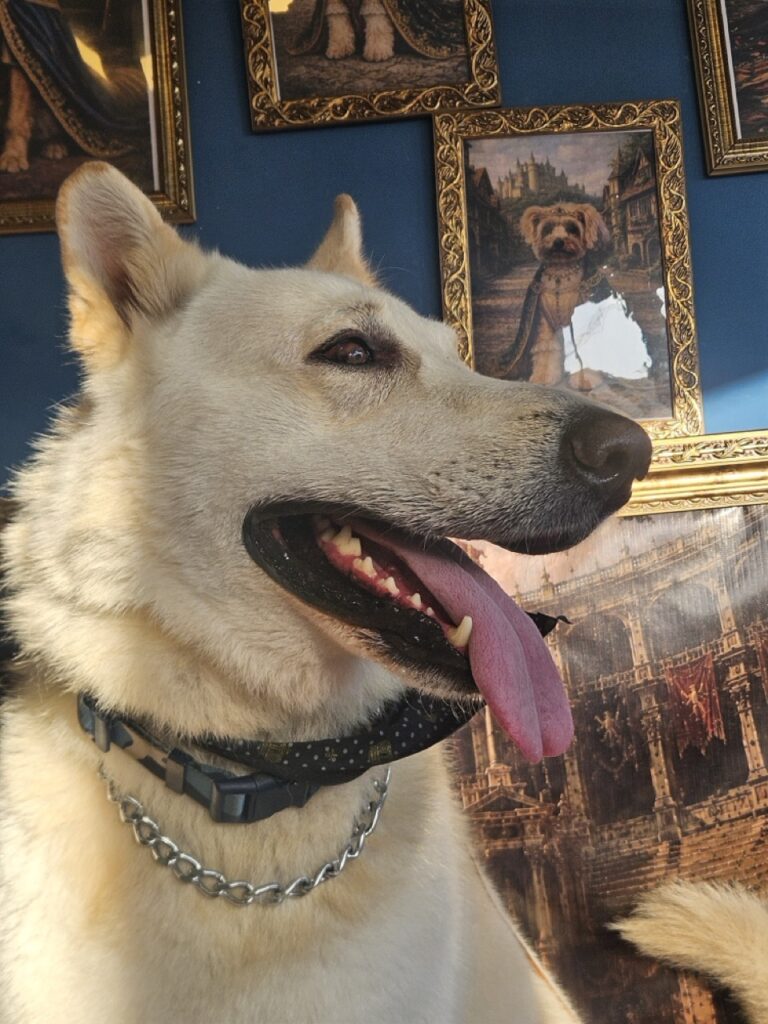 Nero na Realeza Pets, foto 11