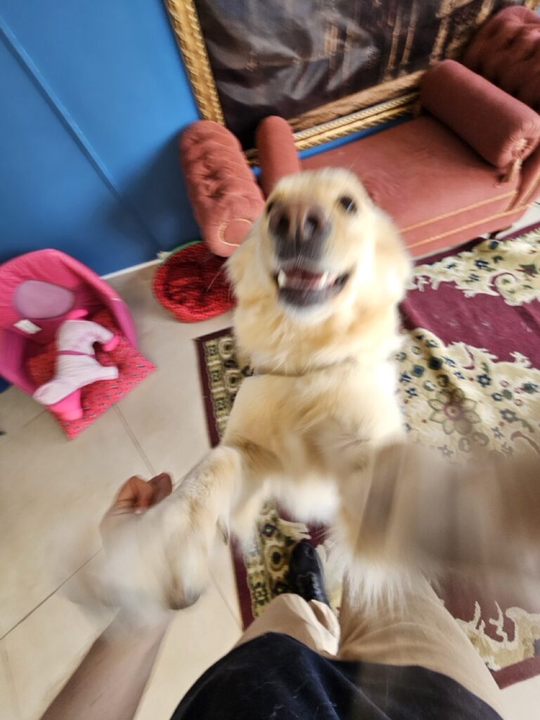 Akira na Realeza Pets, foto 10