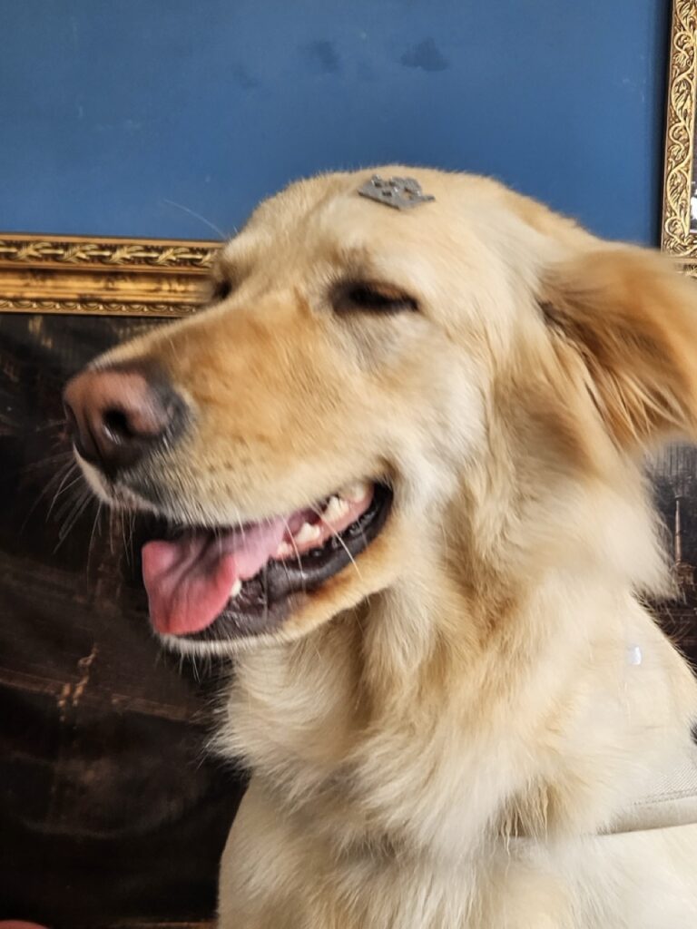 Akira na Realeza Pets, foto 11