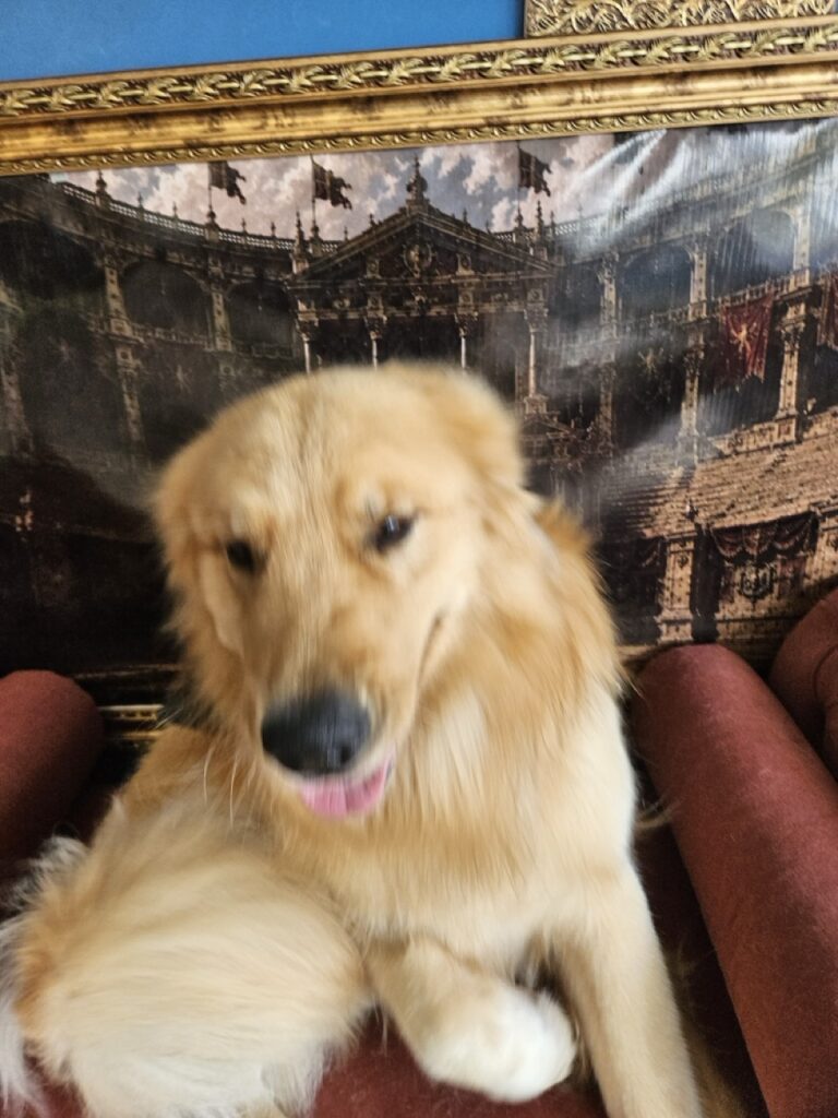 Bilbo na Realeza Pets, foto 10