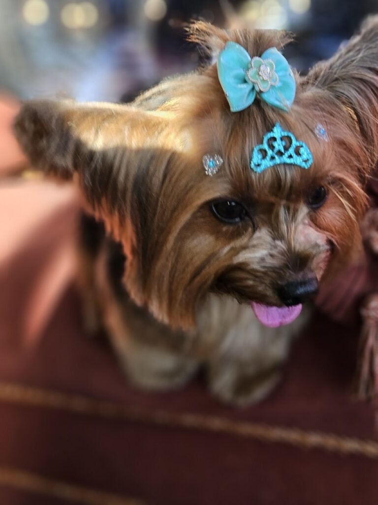Agata na Realeza Pets, foto 14