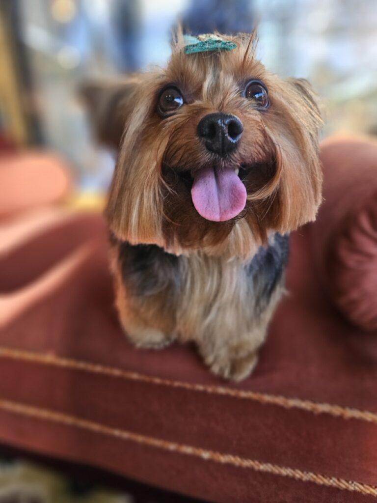 Agata na Realeza Pets, foto 15