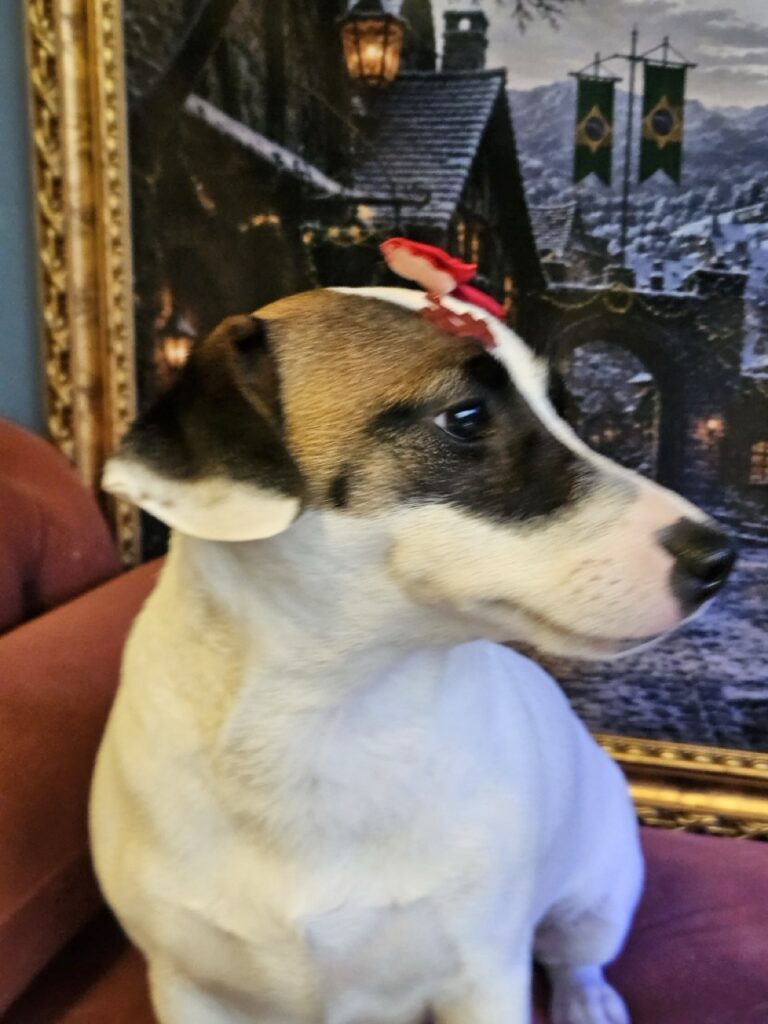 Lola na Realeza Pets, foto 18