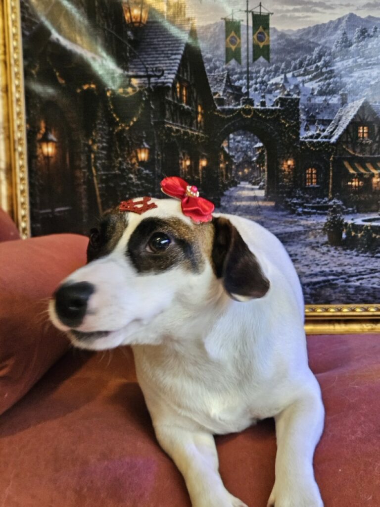 Lola na Realeza Pets, foto 19