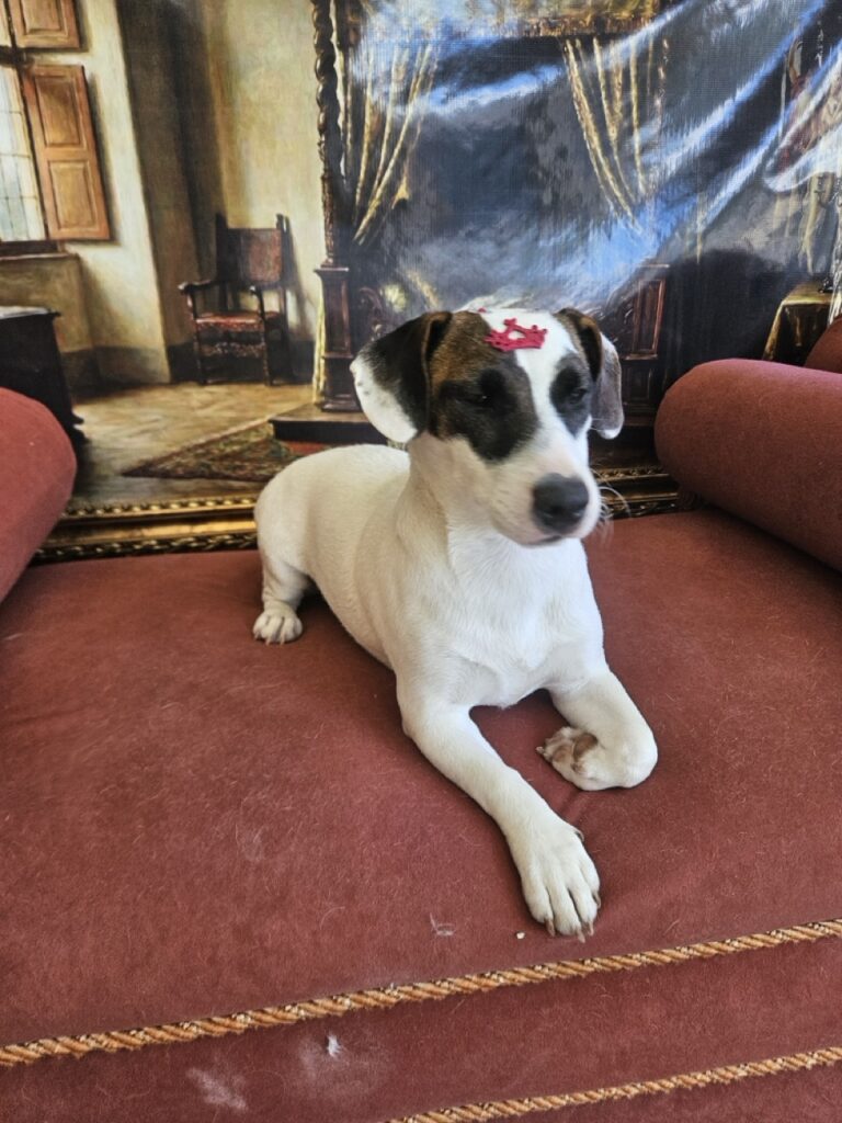 Lola na Realeza Pets, foto 7