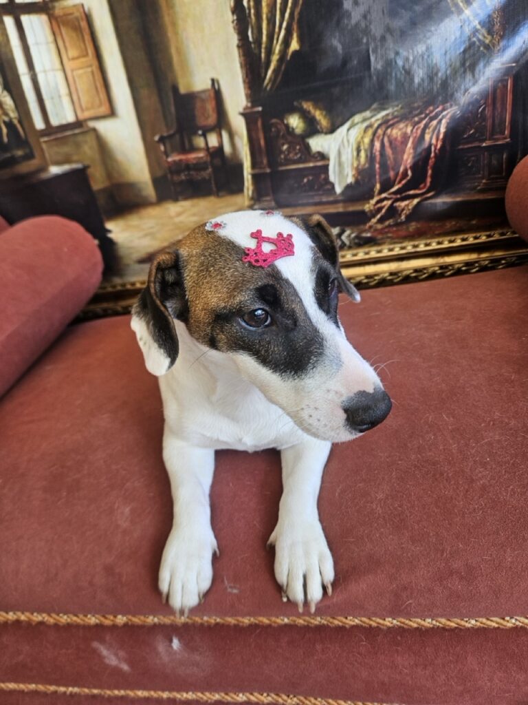 Lola na Realeza Pets, foto 8