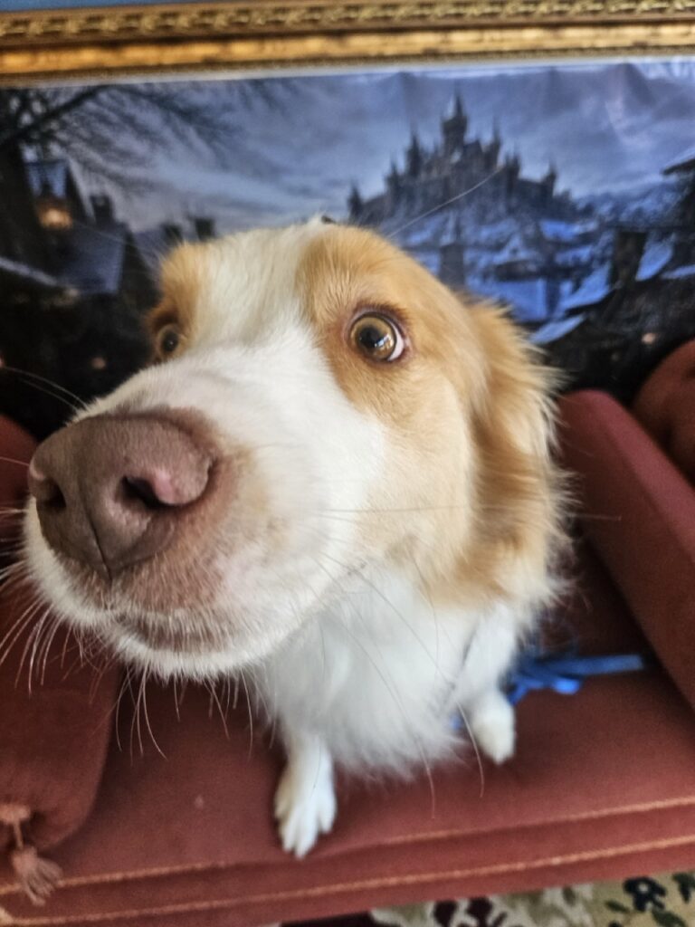 Bardo na Realeza Pets, foto 24