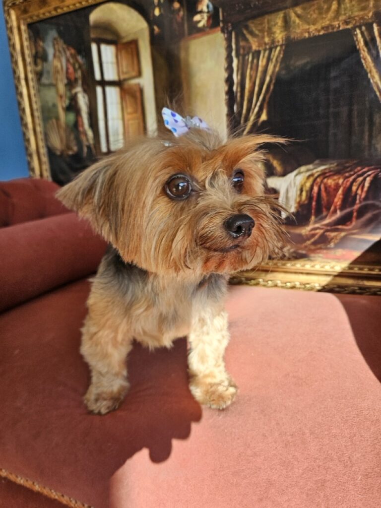 Agata na Realeza Pets, foto 5