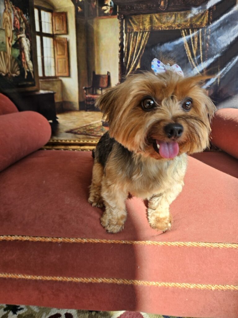 Agata na Realeza Pets, foto 6