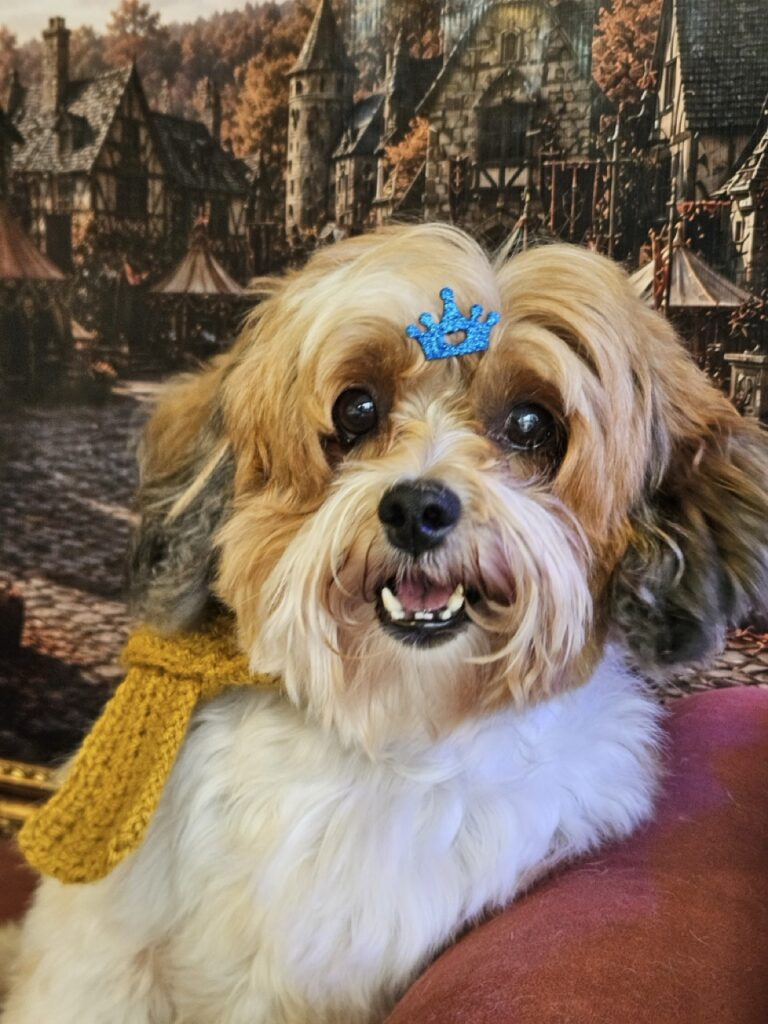 Torresmo, Shih Tzu atendido na Realeza Pets