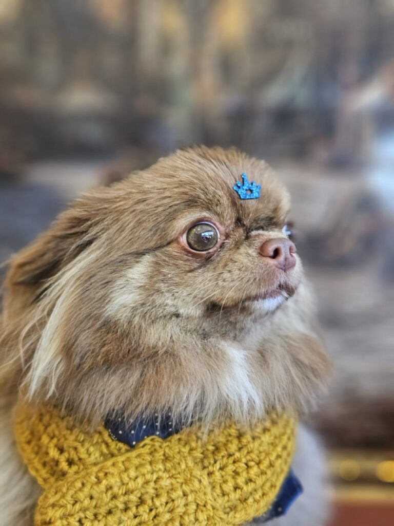 Baruk na Realeza Pets, foto 10