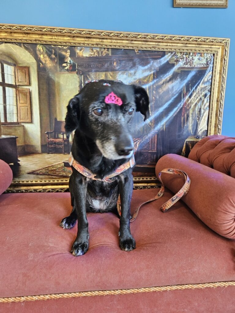 Belinha na Realeza Pets, foto 5
