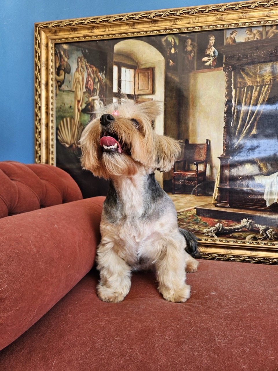 Tosa Tosa Asiática em Mel, Yorkshire, feita na Realeza Pets