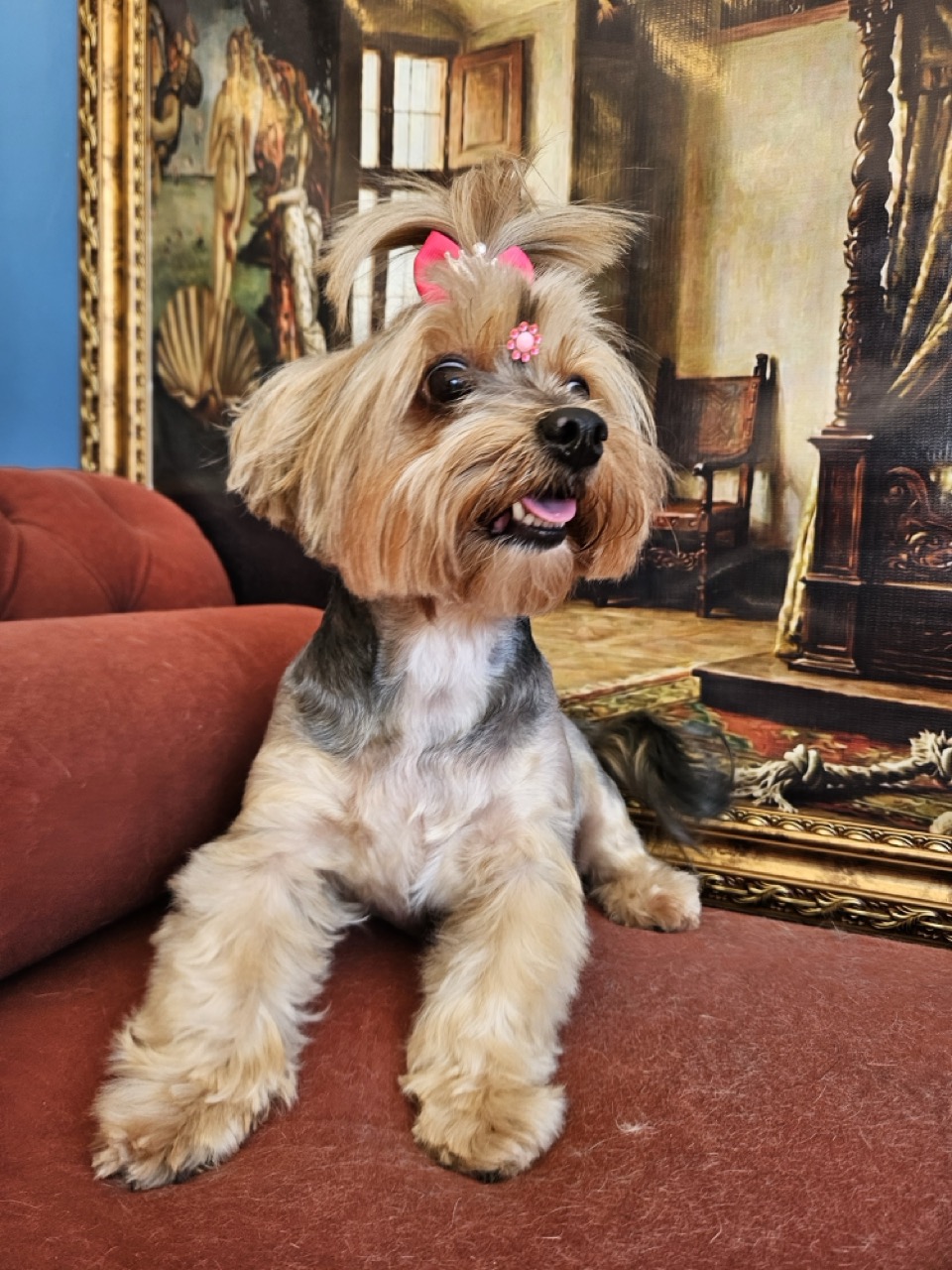 Tosa Tosa Asiática em Mel, Yorkshire, feita na Realeza Pets