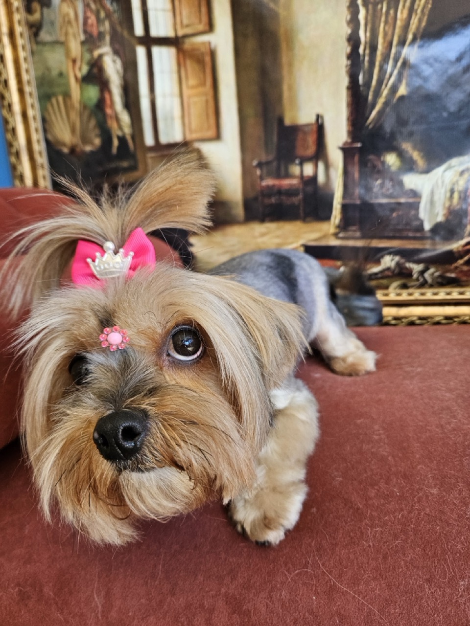 Tosa Tosa Asiática em Mel, Yorkshire, feita na Realeza Pets