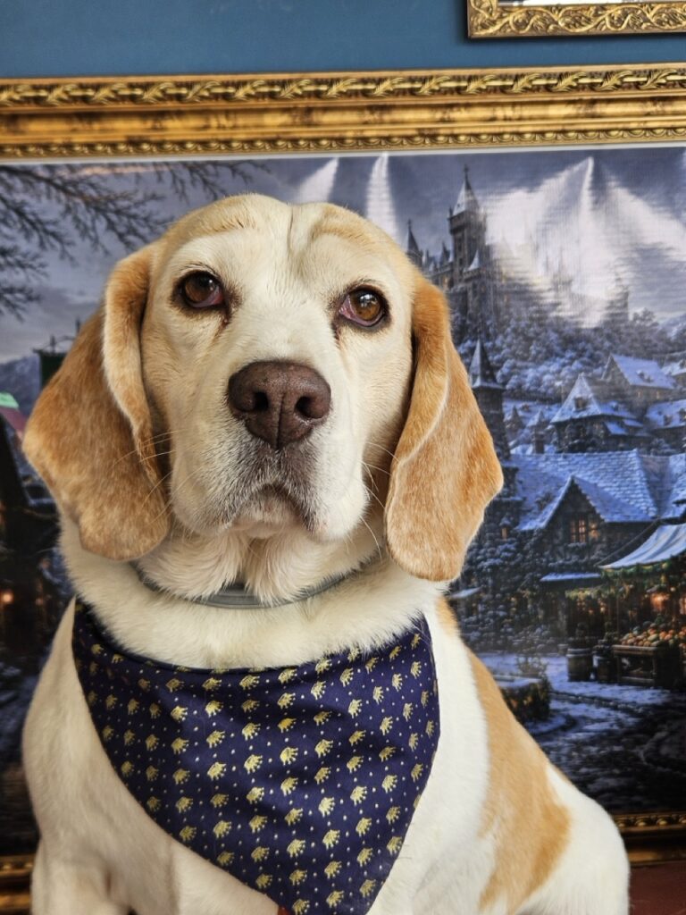 Amorah, Beagle atendido na Realeza Pets