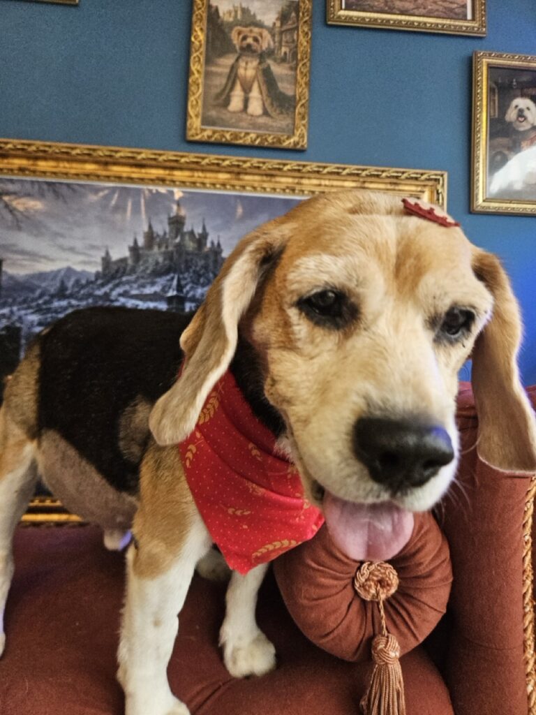 Jake na Realeza Pets, foto 6