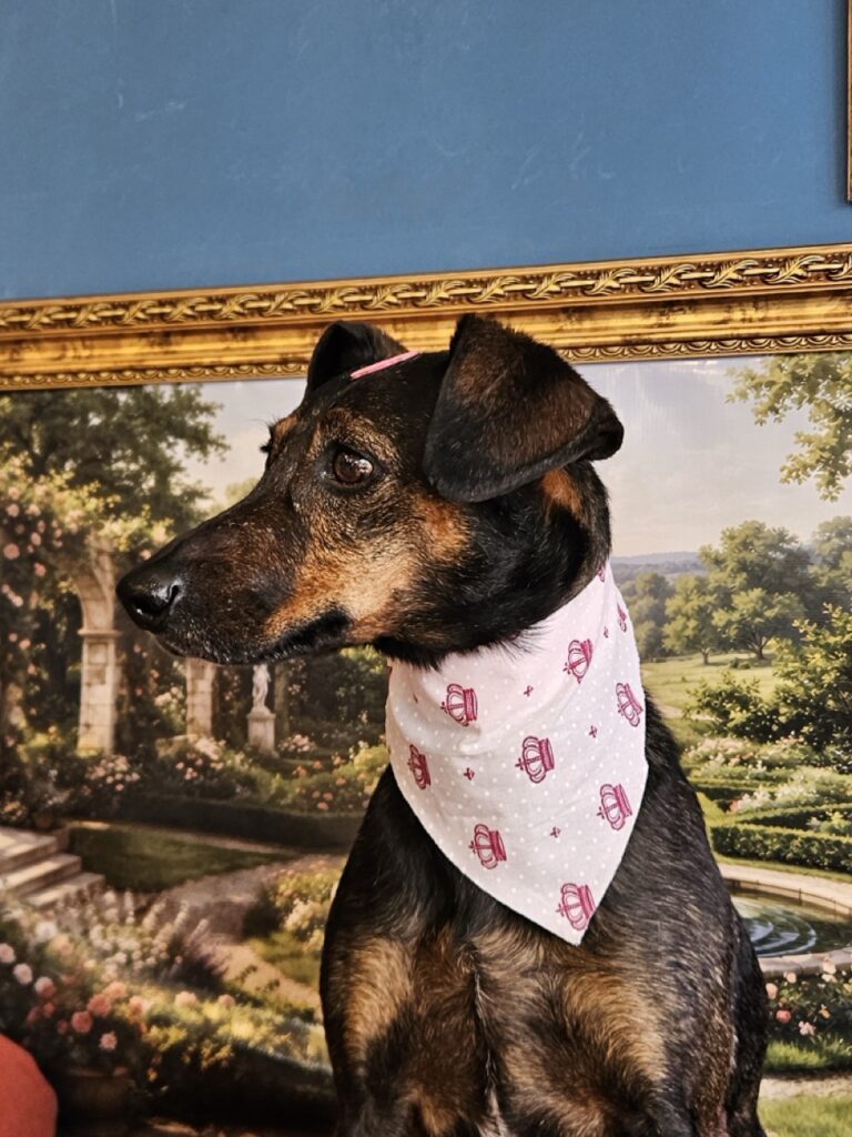 Kakau na Realeza Pets, foto 5