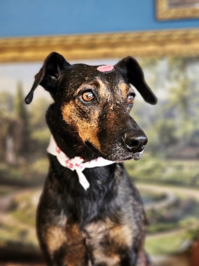Kakau na Realeza Pets, foto 6