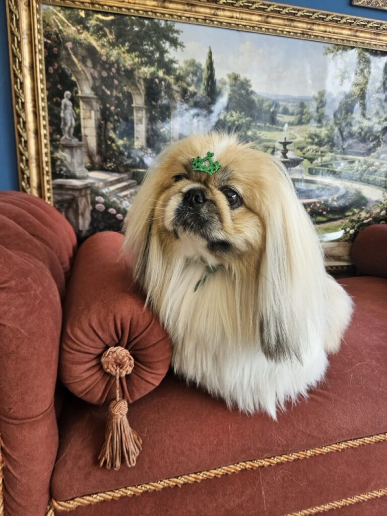 Pirulito na Realeza Pets, foto 7