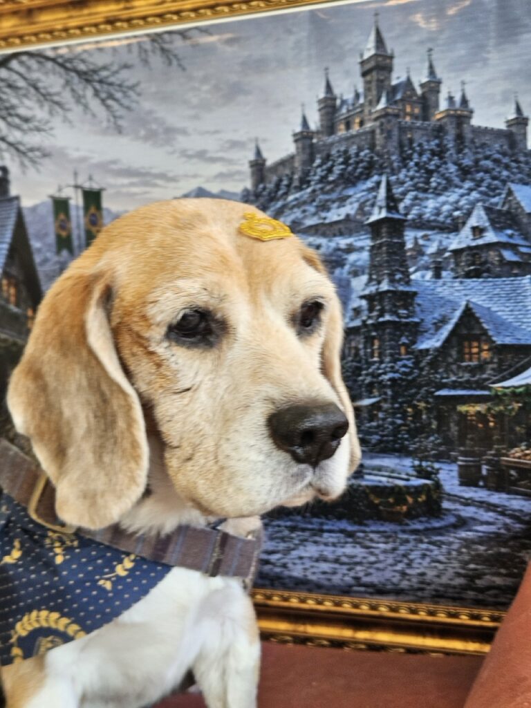 Jake na Realeza Pets, foto 8