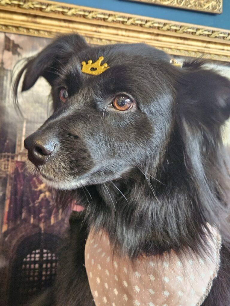 Sofia na Realeza Pets, foto 10