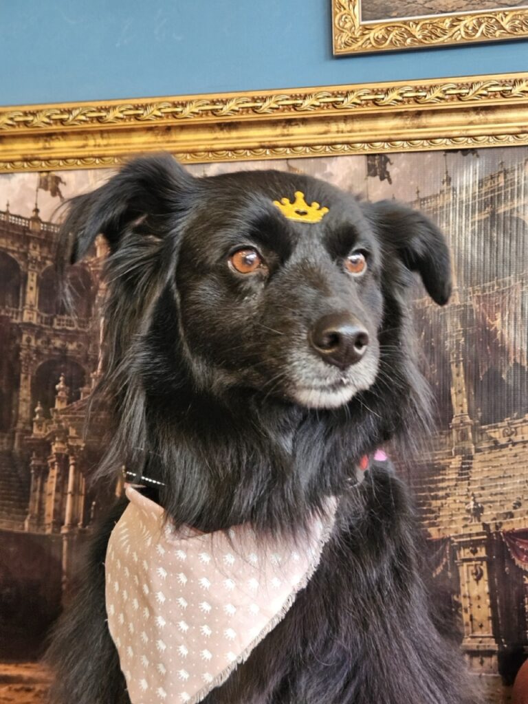 Sofia na Realeza Pets, foto 11