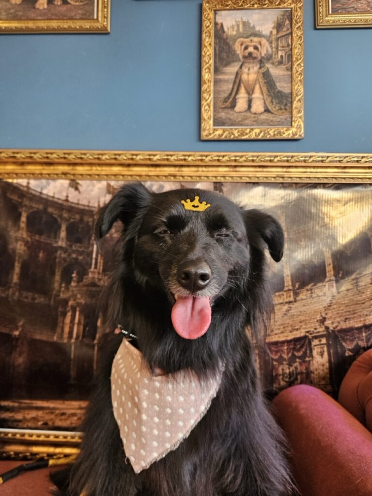 Sofia na Realeza Pets, foto 12