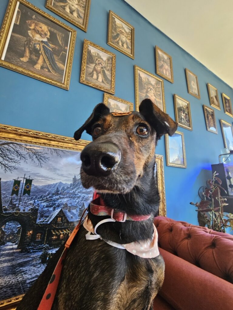 Kakau na Realeza Pets, foto 15