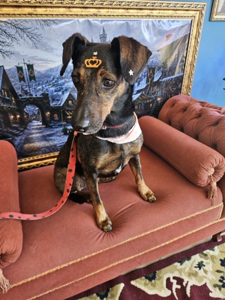 Kakau na Realeza Pets, foto 16