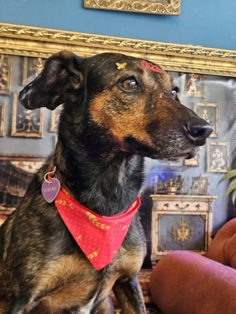 Kakau na Realeza Pets, foto 27