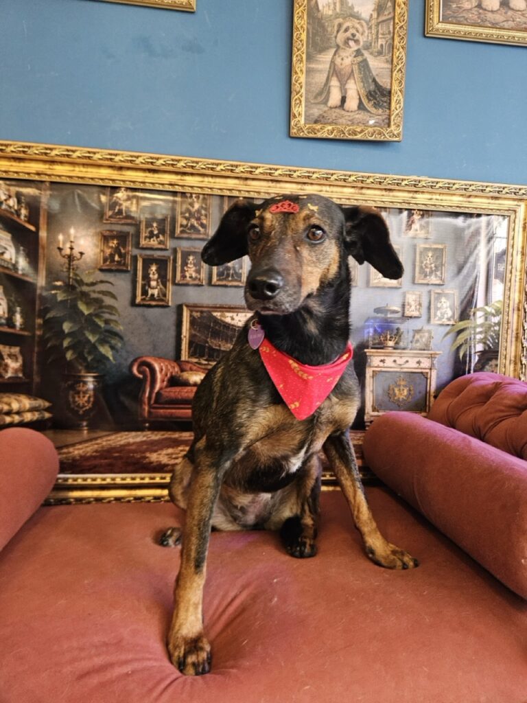 Kakau na Realeza Pets, foto 28