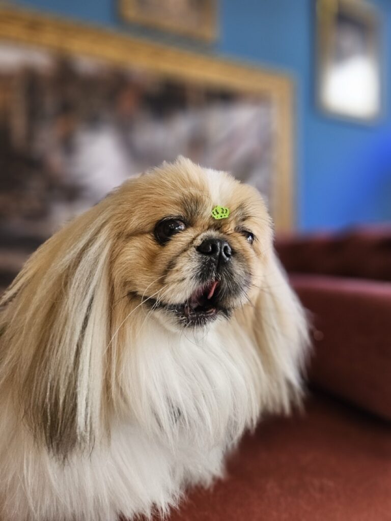 Pirulito na Realeza Pets, foto 17