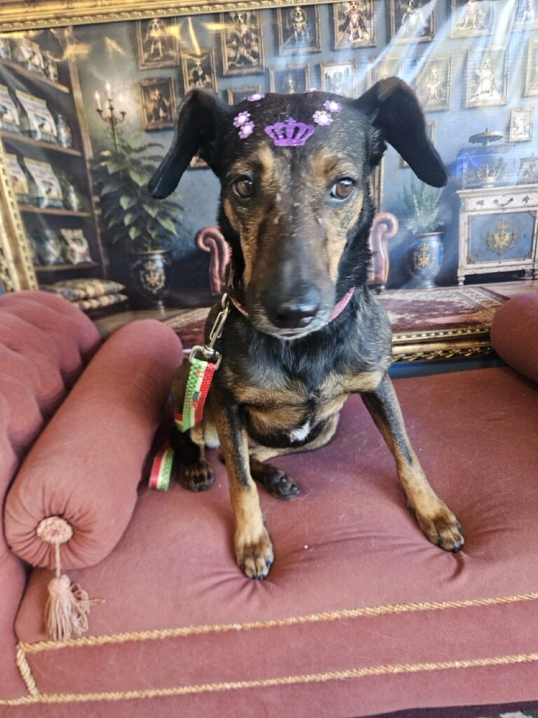 Kakau na Realeza Pets, foto 24