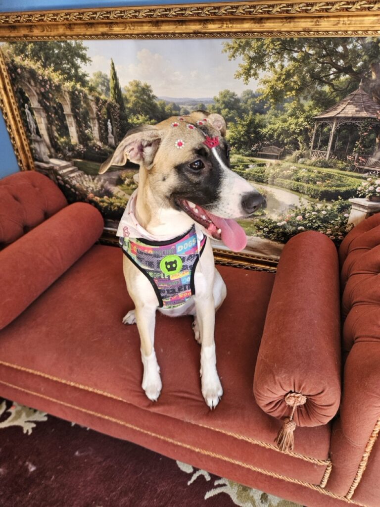 Foto de capa