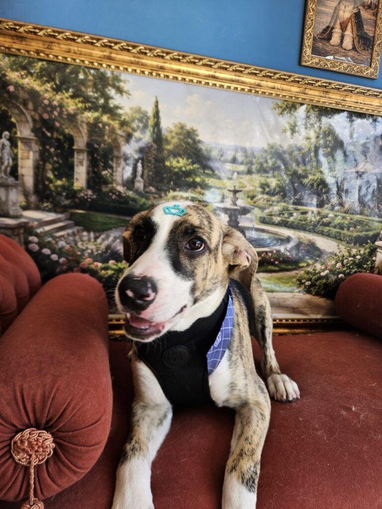 Foto de capa