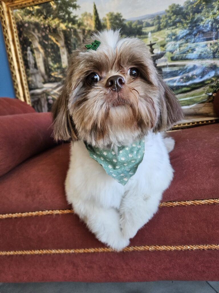 Luigi na Realeza Pets, foto 5