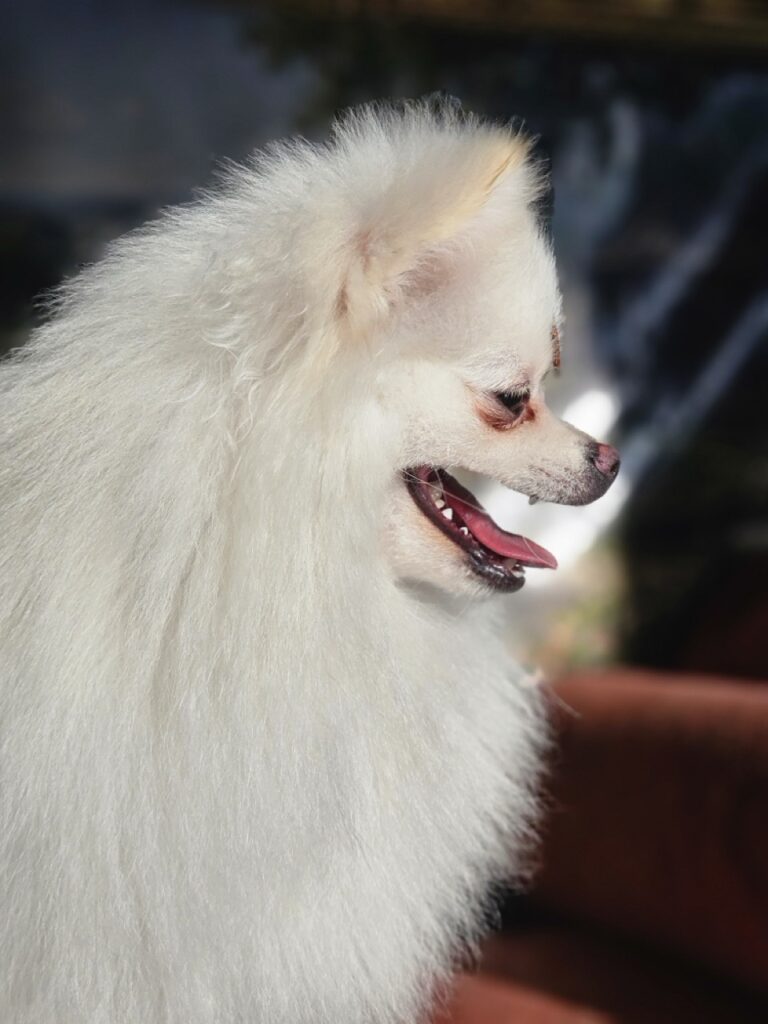 Snoopy Justin Bieber na Realeza Pets, foto 5
