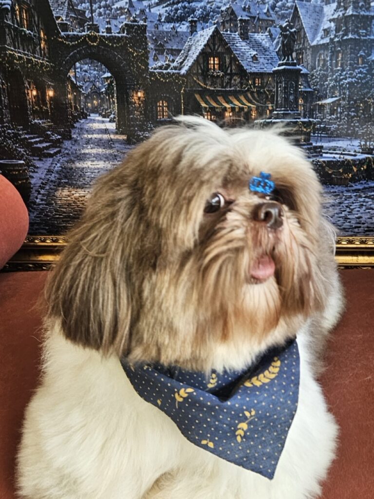 Luigi na Realeza Pets, foto 11