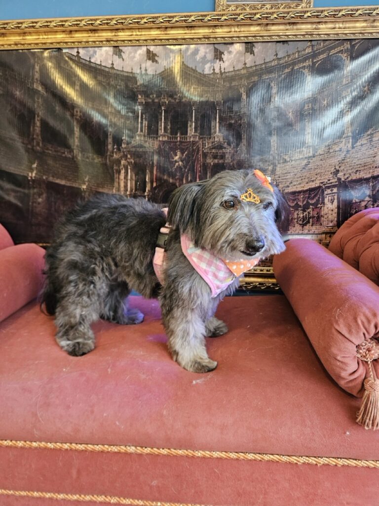Pipoca na Realeza Pets, foto 12