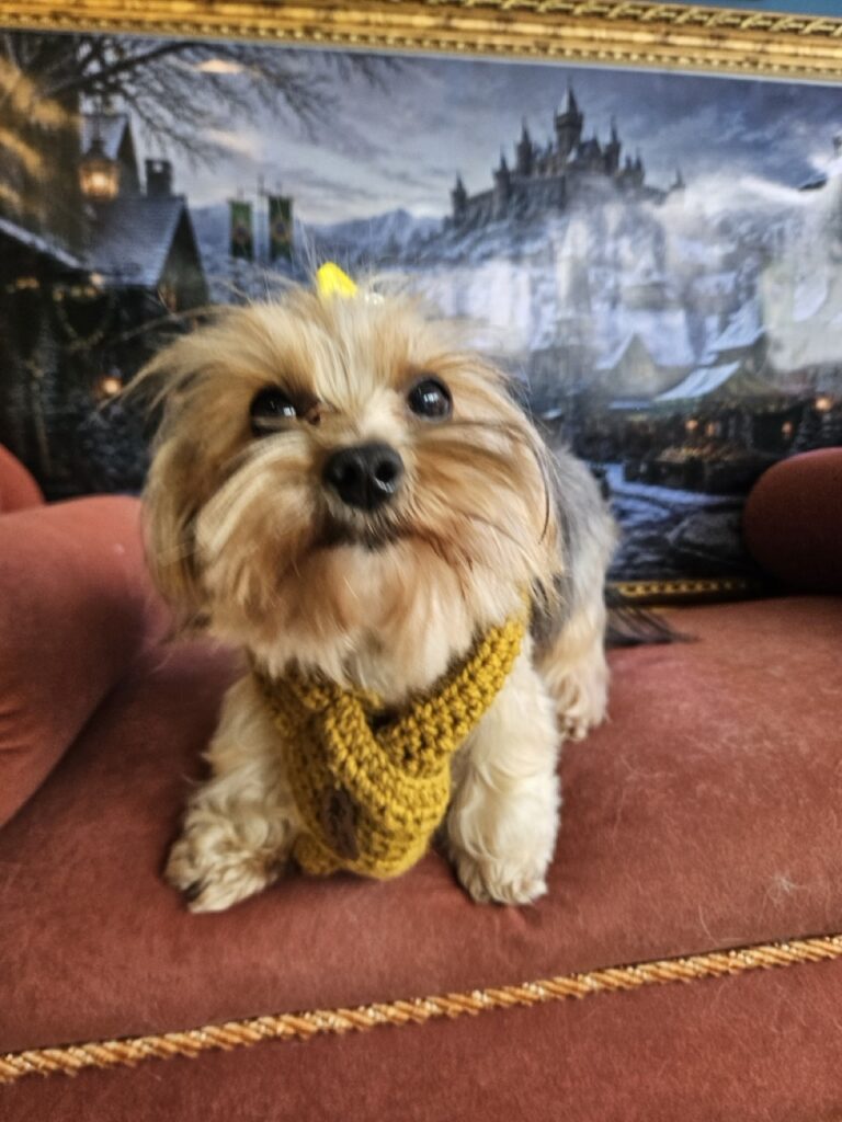 Izzy, Yorkshire atendido na Realeza Pets