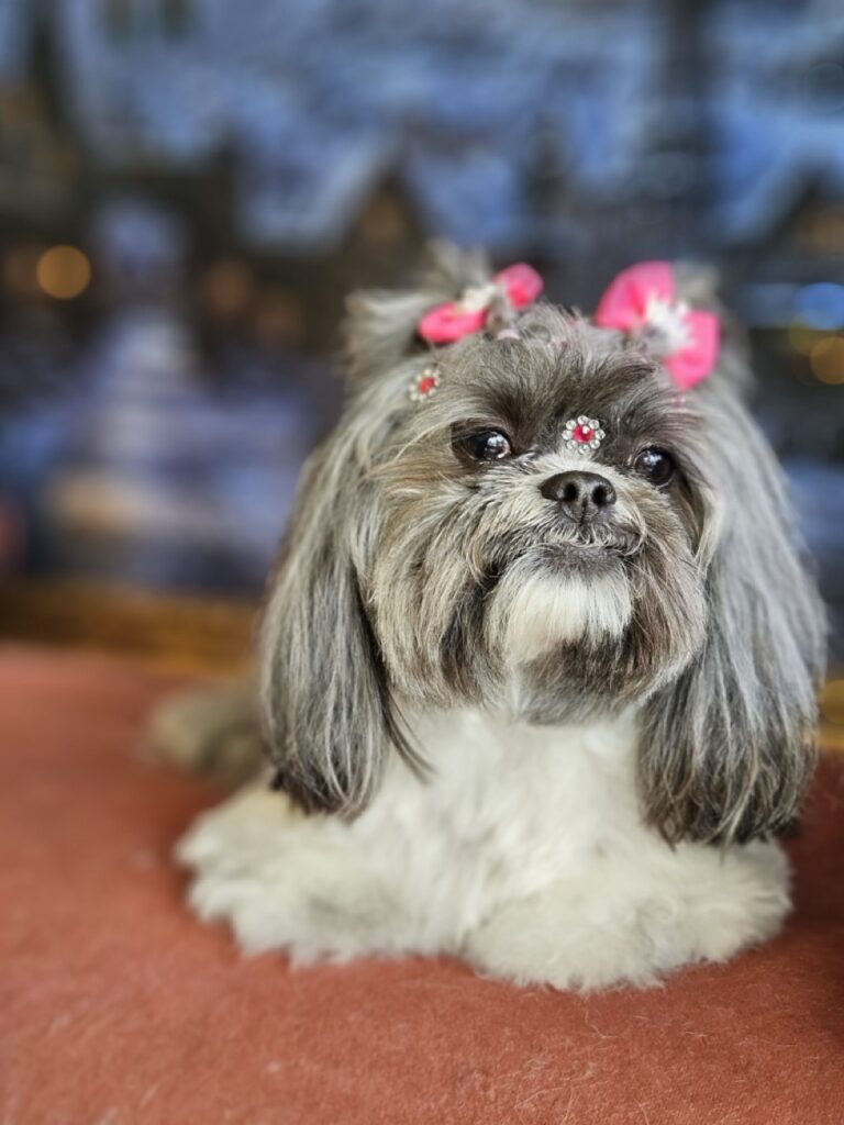 Mell na Realeza Pets, foto 19