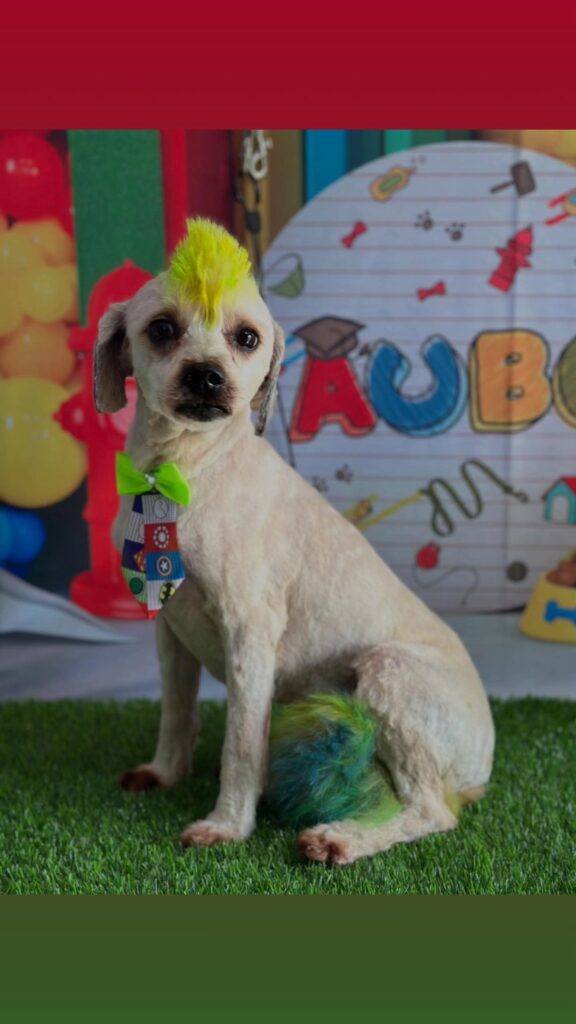 Bobswaldo, SRD atendido na Realeza Pets